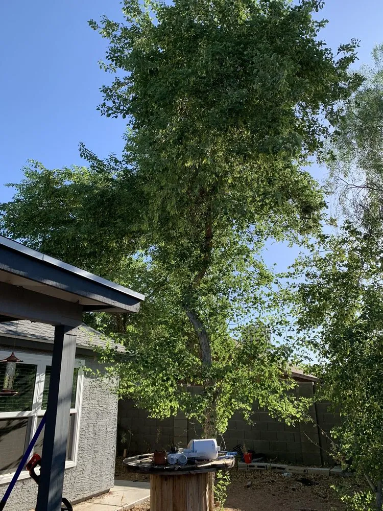 Affordable yard maintenance with custom design in Glendale, AZ by Twilight Tree and Landscape