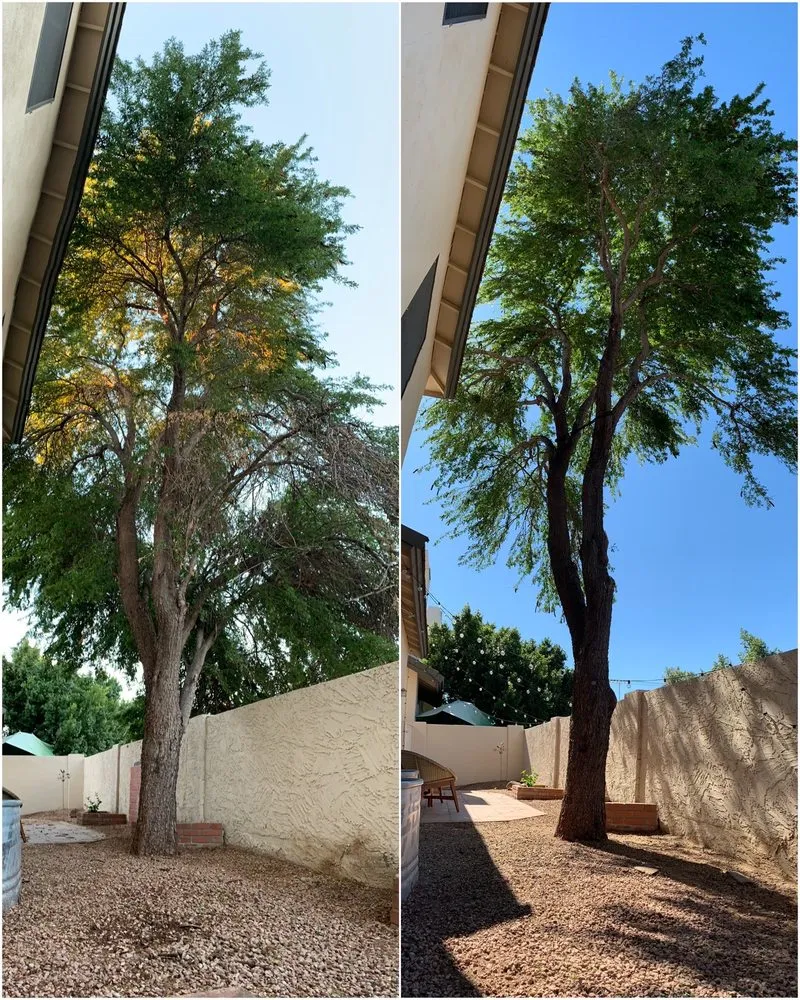 Local outdoor landscaping experts serving Glendale, AZ - Twilight Tree and Landscape