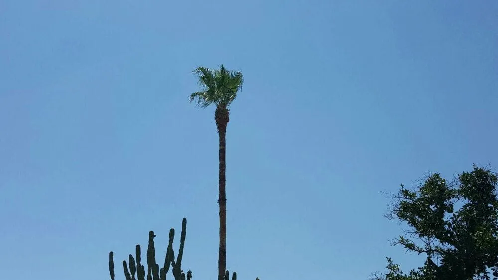 Local landscape installation in Glendale, AZ by Twilight Tree and Landscape