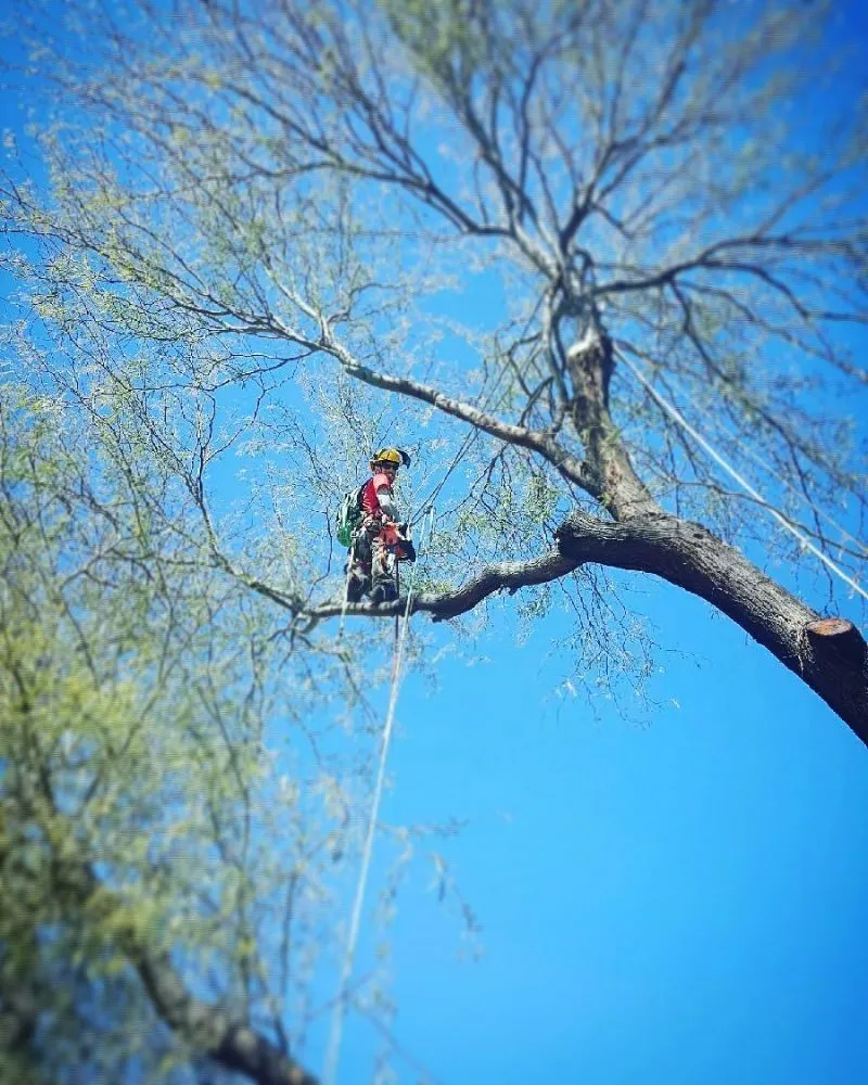 Professional lawn mowing service for outdoor upgrades in Glendale, AZ by Twilight Tree and Landscape