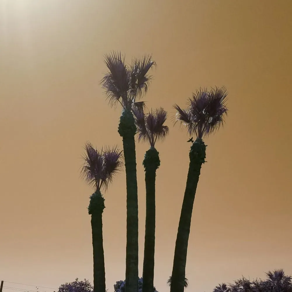 Trusted landscape installation experts serving Glendale, AZ - Twilight Tree and Landscape