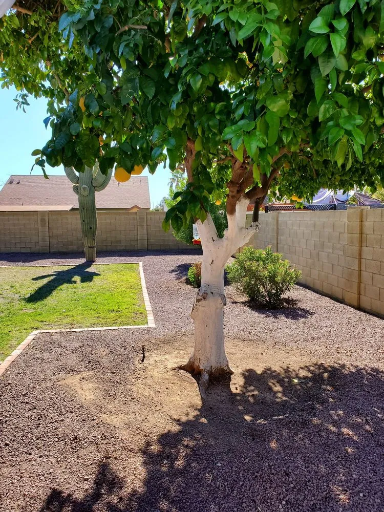 Affordable landscape design in Glendale, AZ by Twilight Tree and Landscape