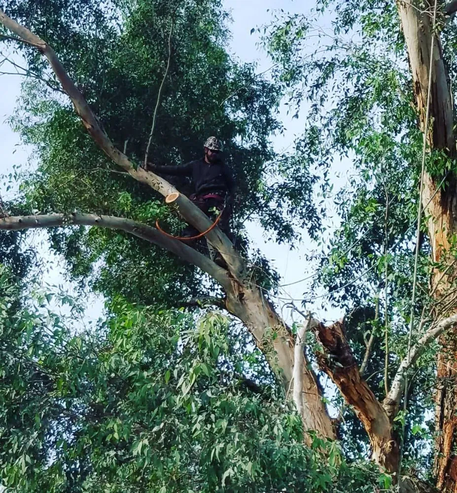 Top-rated landscaping services in Glendale, AZ by Twilight Tree and Landscape