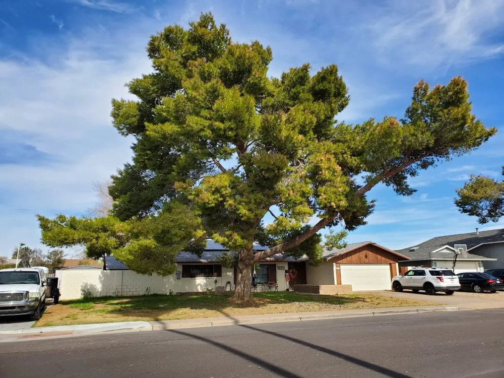 Affordable yard cleanup service for year-round maintenance across Glendale, AZ - Twilight Tree and Landscape