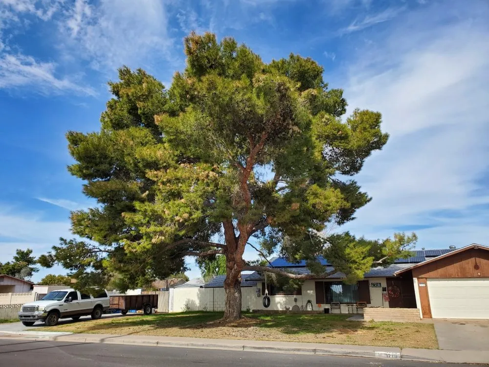 Professional landscape installation in Glendale, AZ by Twilight Tree and Landscape