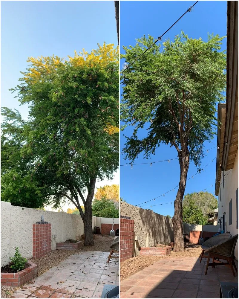 Professional landscape design for beautiful yards across Glendale, AZ - Twilight Tree and Landscape