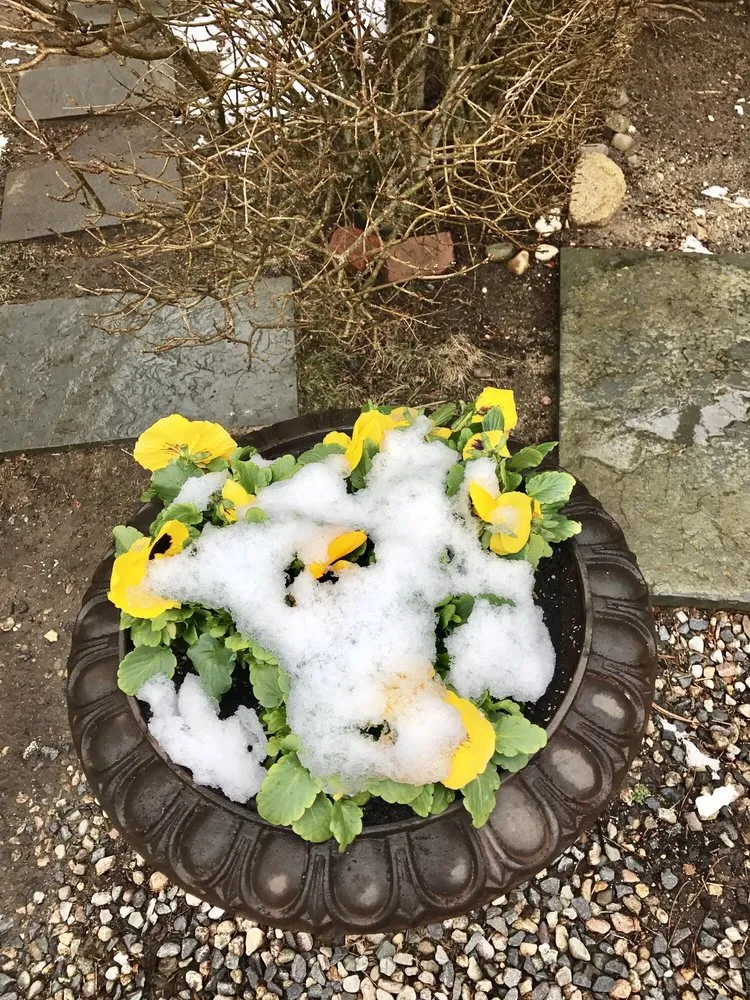 Custom residential landscaping in Nantucket, MA - Twin Bedrock Enterprises