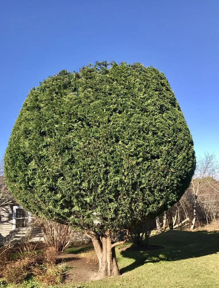 Local landscape installation in Nantucket, MA - Twin Bedrock Enterprises