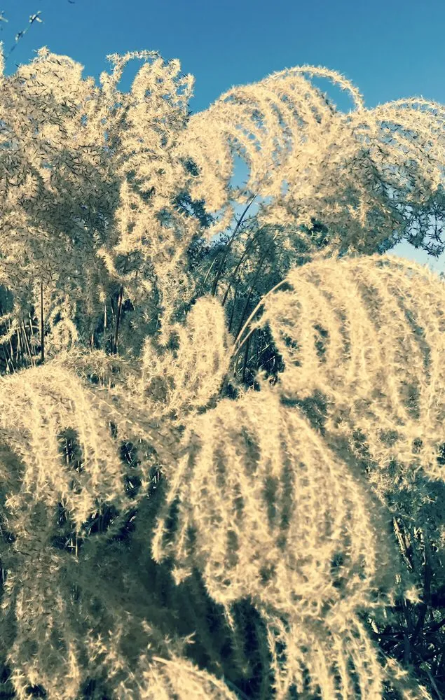 Trusted lawn care service in Nantucket, MA by Twin Bedrock Enterprises