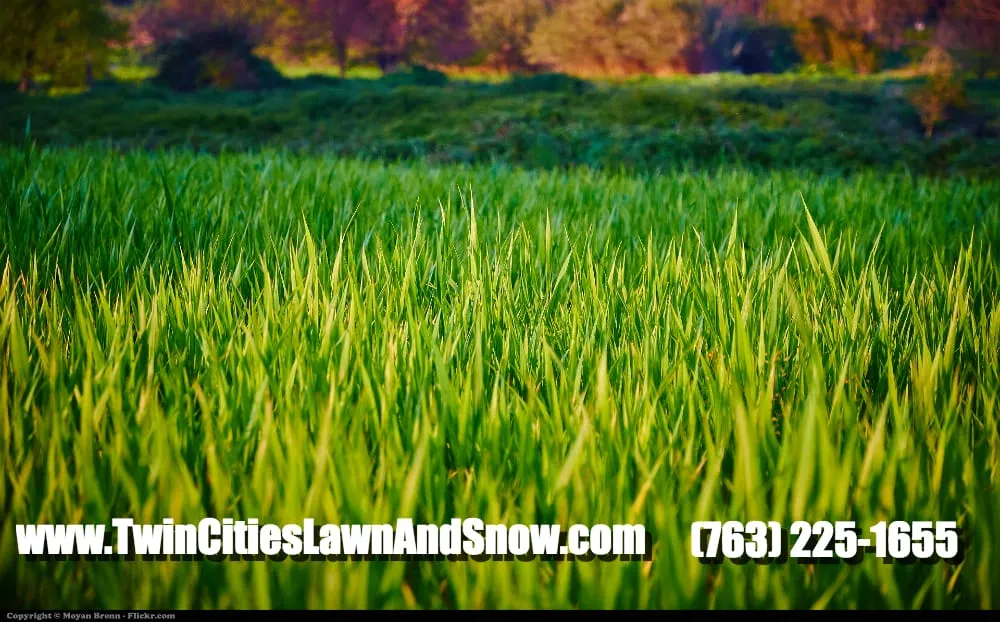 Custom lawn care service for homes across Minneapolis, MN - Twin Cities Lawn and Snow