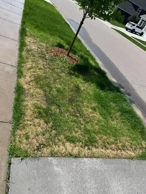 Top-rated yard cleanup service in South Saint Paul, MN by Twin Cities Sod