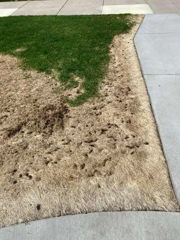 Affordable residential landscaping in South Saint Paul, MN - Twin Cities Sod