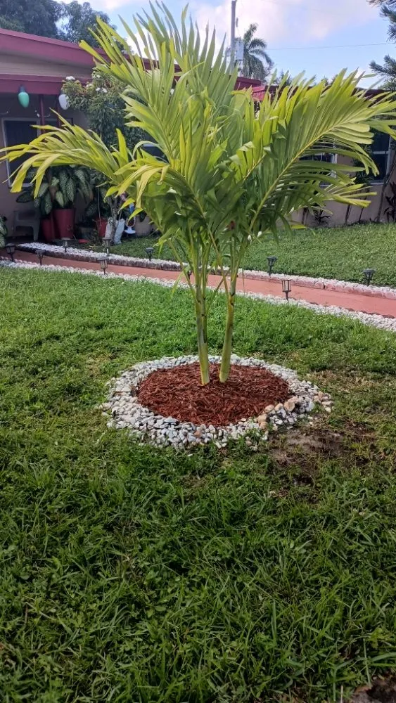 Top-rated outdoor landscaping for year-round maintenance across Pinewood, FL - Twin Flame