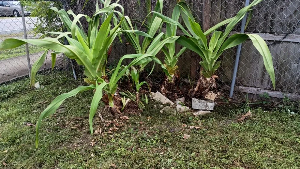 Local landscaping services in Pinewood, FL - Twin Flame