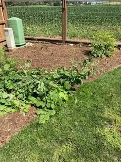 Affordable yard maintenance in Ann Arbor, MI - Twin Oaks Landscape