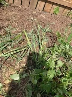 Custom residential landscaping experts serving Ann Arbor, MI - Twin Oaks Landscape