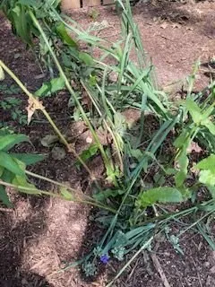 Top-rated lawn care service for homes across Ann Arbor, MI - Twin Oaks Landscape