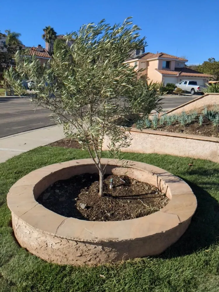 Local lawn mowing service experts serving San Marcos, CA - Twin Oaks Ranch Nursery