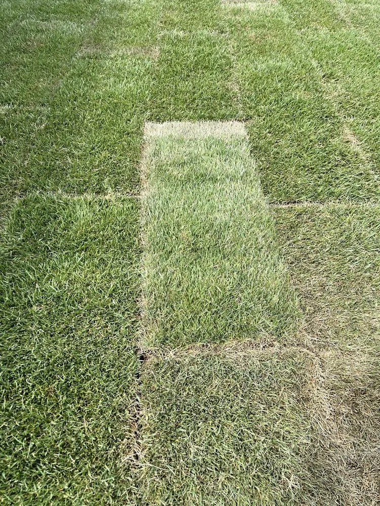 Trusted garden landscaping for beautiful yards across Moreno Valley, CA - Twin Palms Landscaping