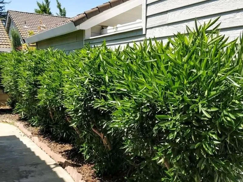 Expert lawn mowing service for residential properties in Eugene, OR by Twin Pines Lawn and Landscape