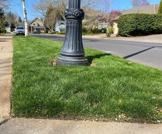 Professional yard cleanup service experts serving Eugene, OR - Twin Pines Lawn and Landscape