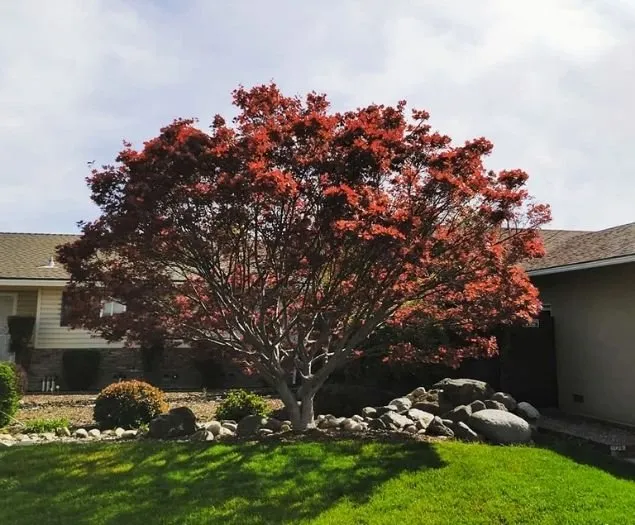 Expert residential landscaping for year-round maintenance in Eugene, OR by Twin Pines Lawn and Landscape