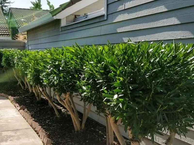 Trusted yard maintenance in Eugene, OR - Twin Pines Lawn and Landscape