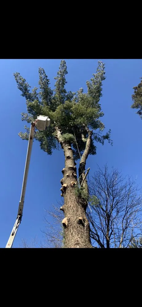 Affordable landscape installation for outdoor upgrades across Warrenville, IL - Twin Pines Tree Care Experts