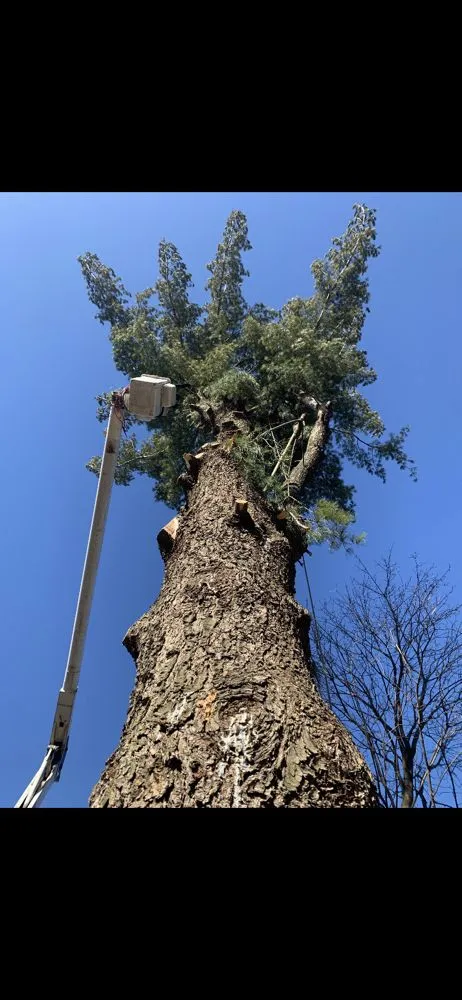 Top-rated landscape installation experts serving Warrenville, IL - Twin Pines Tree Care Experts