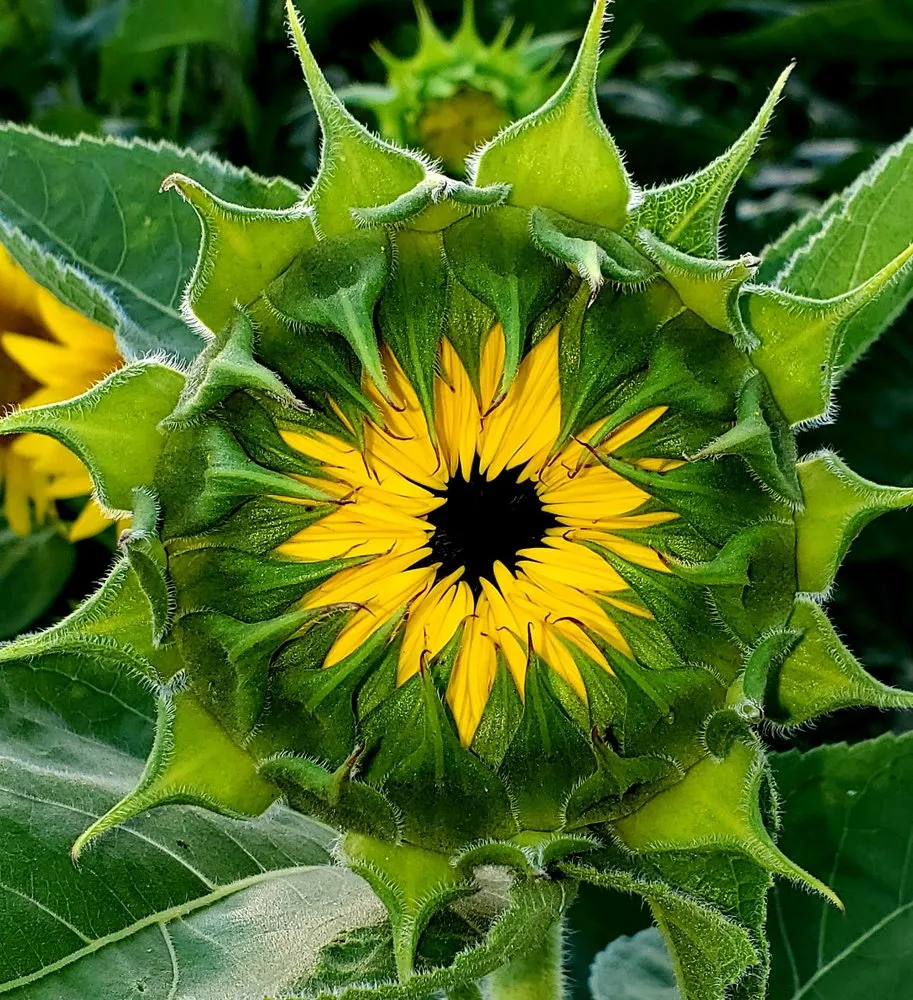 Reliable landscaping services for homes in Montgomery, NY by Twin Ponds Greenhouse & Landscaping