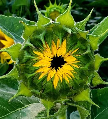 Twin Ponds Greenhouse & Landscaping