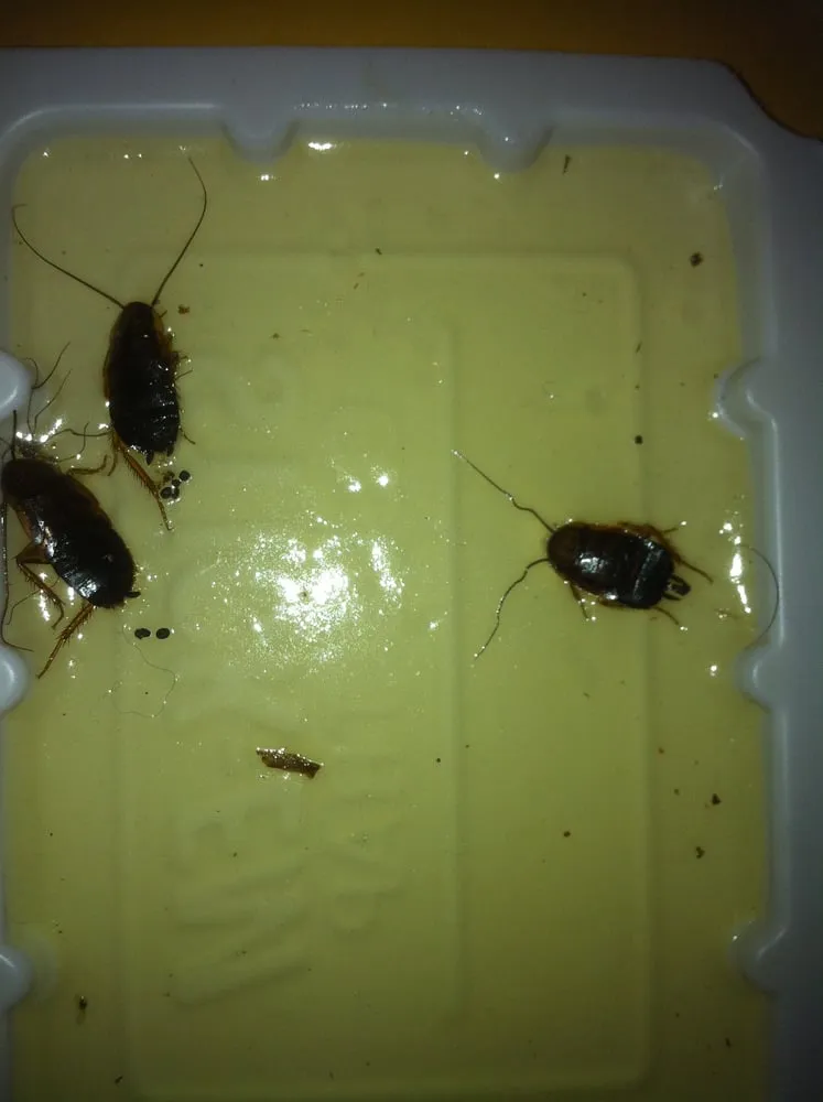 Expert yard cleanup service for residential properties in Duluth, MN by Twin Ports Pest & Lawn Management