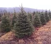 Professional landscape installation near you across Gaines, PA - Twin Valley Evergreens