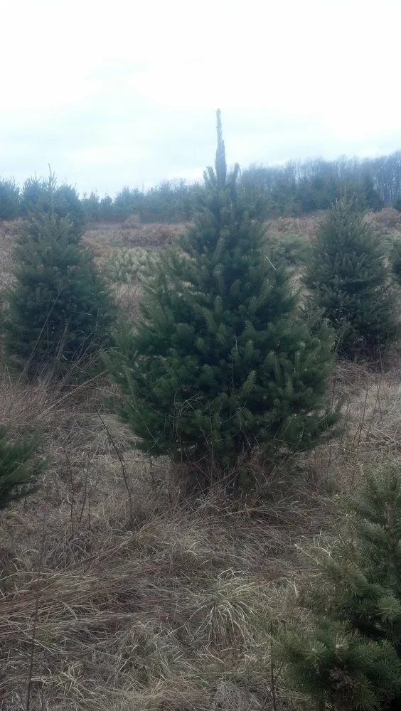 Professional landscape installation in Gaines, PA by Twin Valley Evergreens
