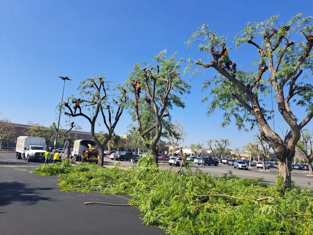 Top-rated landscape installation with custom design in Fontana, CA by Twins & E Landscaping