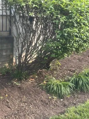 Twins Evergreen Landscaping