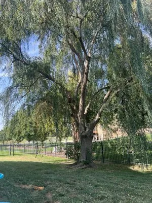 Twins Handy Man Logo