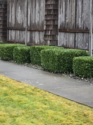 Twins Landscaping Logo