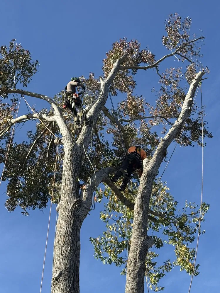 Top-rated yard maintenance in Santa Barbara, CA by Twins Landscaping