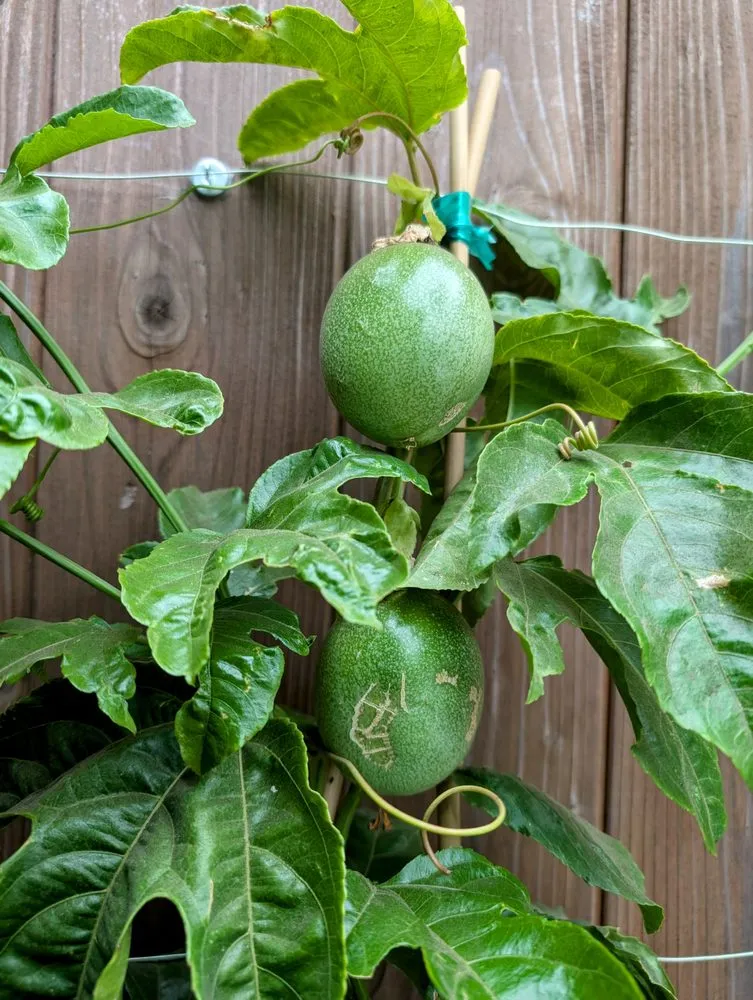 Expert garden landscaping in Santa Barbara, CA - Twins Landscaping