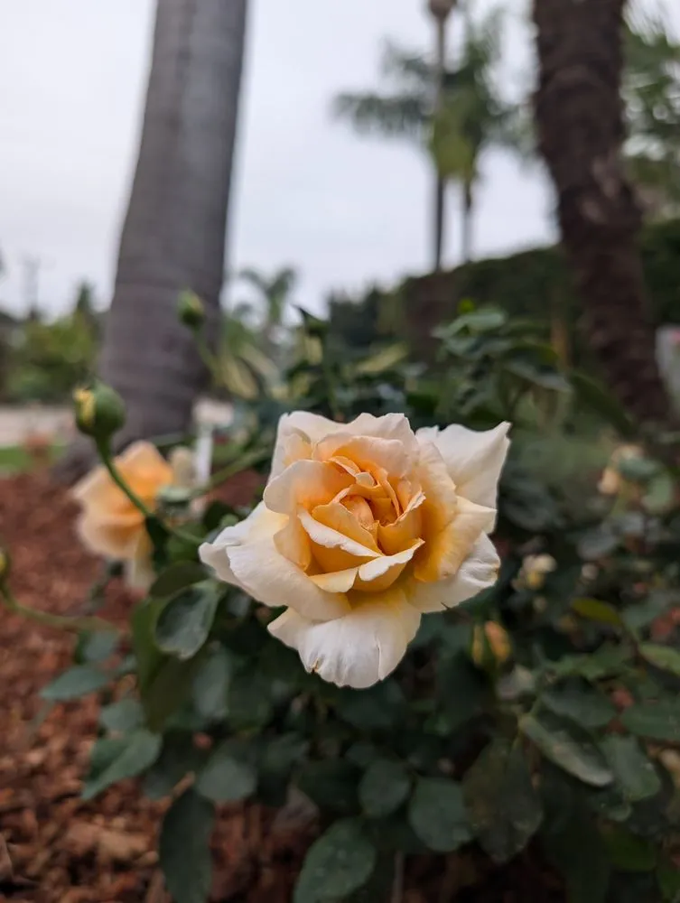 Custom yard maintenance in Santa Barbara, CA by Twins Landscaping