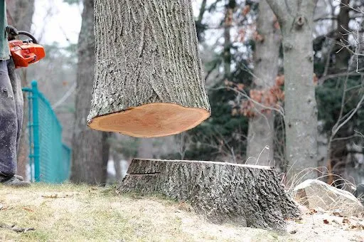 Reliable landscaping services in Barnstable, MA by Twins Tree Service