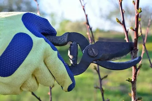 Twins Tree Service Logo