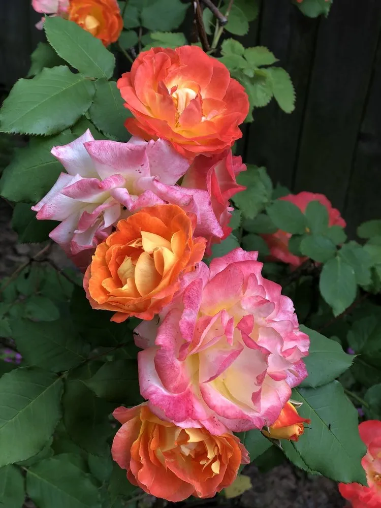 Reliable landscape design experts serving Bogata, TX - Twisted Crow