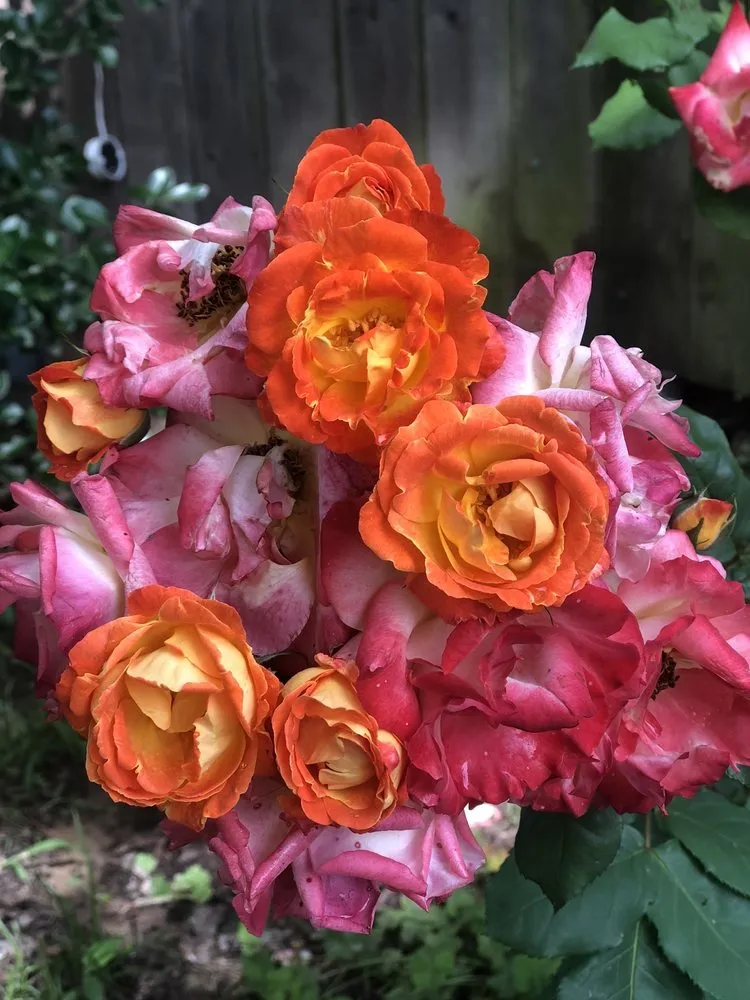 Local landscape installation near you across Bogata, TX - Twisted Crow