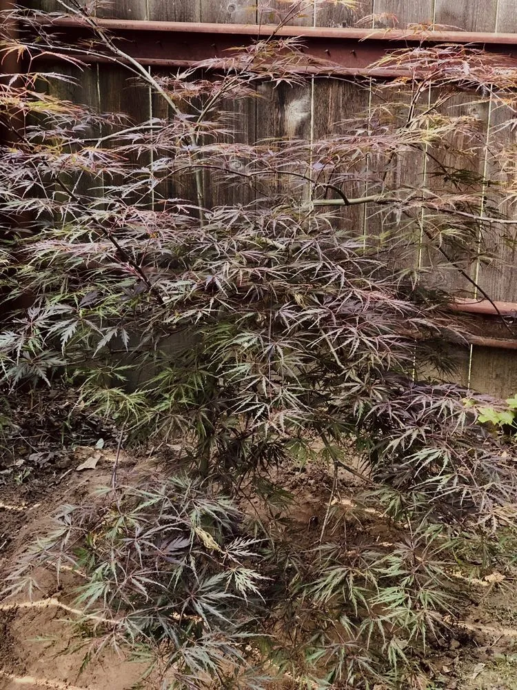 Expert yard maintenance near you across Bogata, TX - Twisted Crow