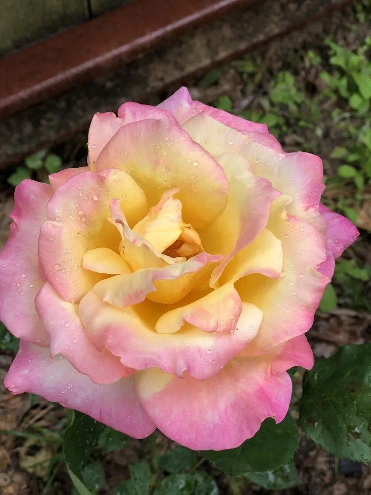 Top-rated residential landscaping near you across Bogata, TX - Twisted Crow