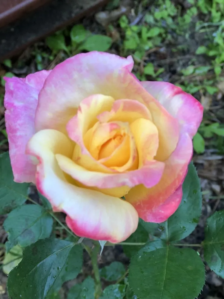 Expert outdoor landscaping in Bogata, TX - Twisted Crow