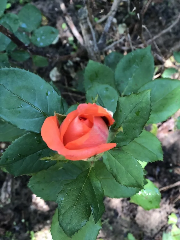 Local lawn care service in Bogata, TX by Twisted Crow