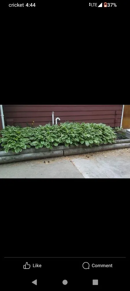 Professional outdoor landscaping in Melrose Park, IL - Twisted Method Gutter Cleaning